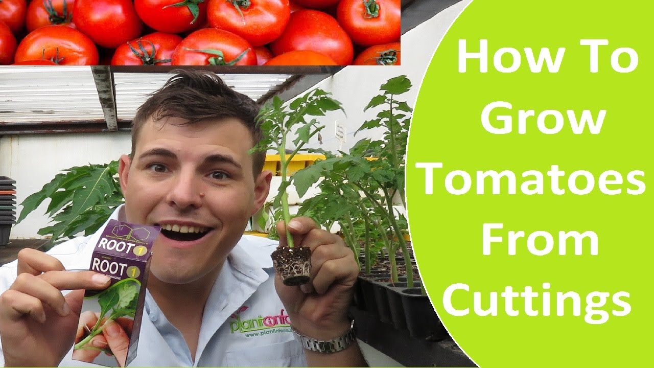 HOW TO MAKE TOMATOE CUTTINGS AND ROOT THEM | HOW TO GROW TOMATOE FROM CUTTINGS | FAST TOMATOE PLANTS