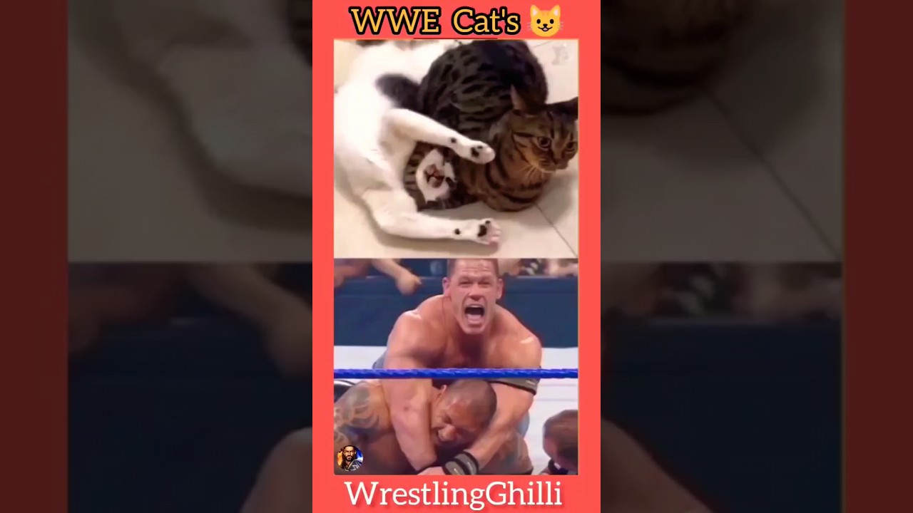 Wrestling funny 🤣 moments of wwe in cat's fighting #wwe