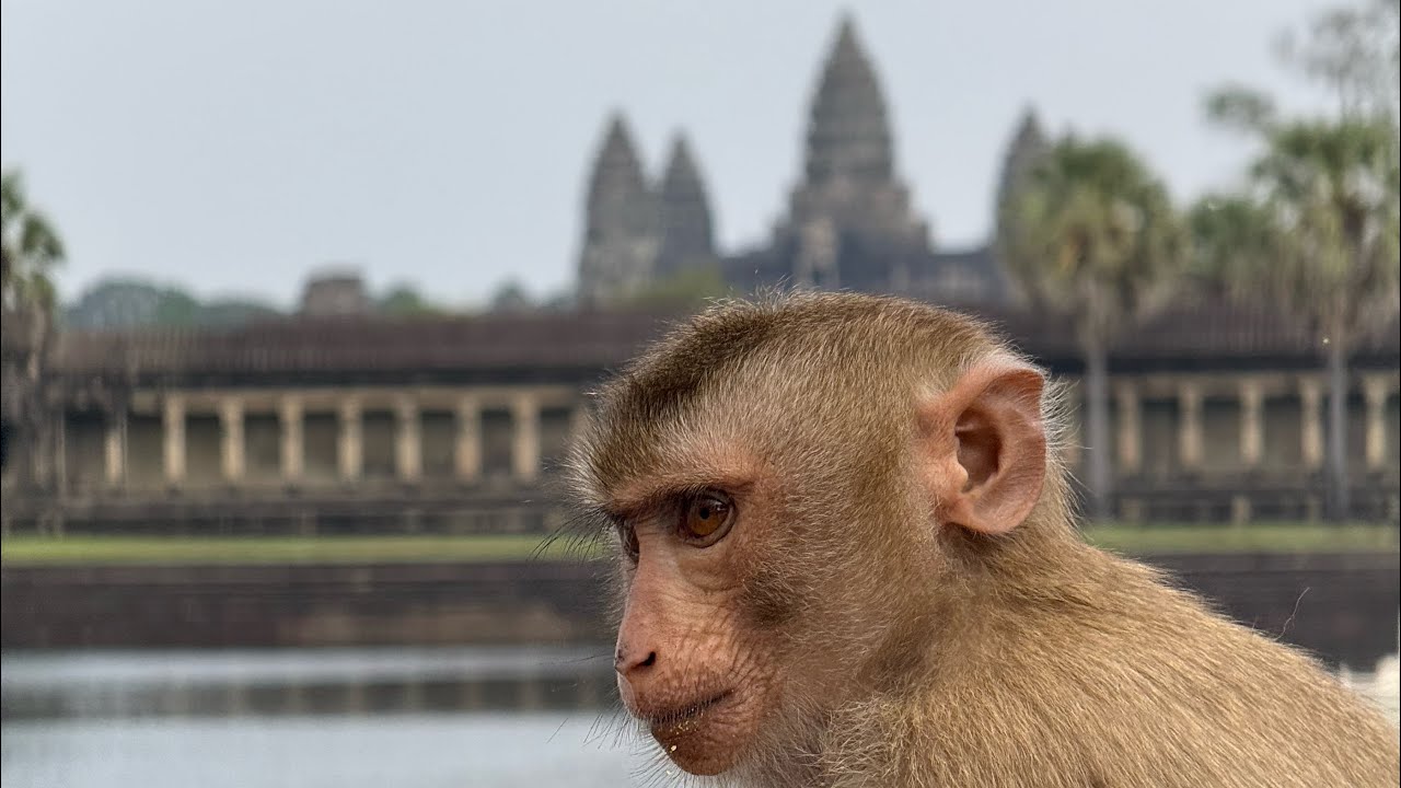 What Secrets Does Angkor Wat Hide?🇰🇭
