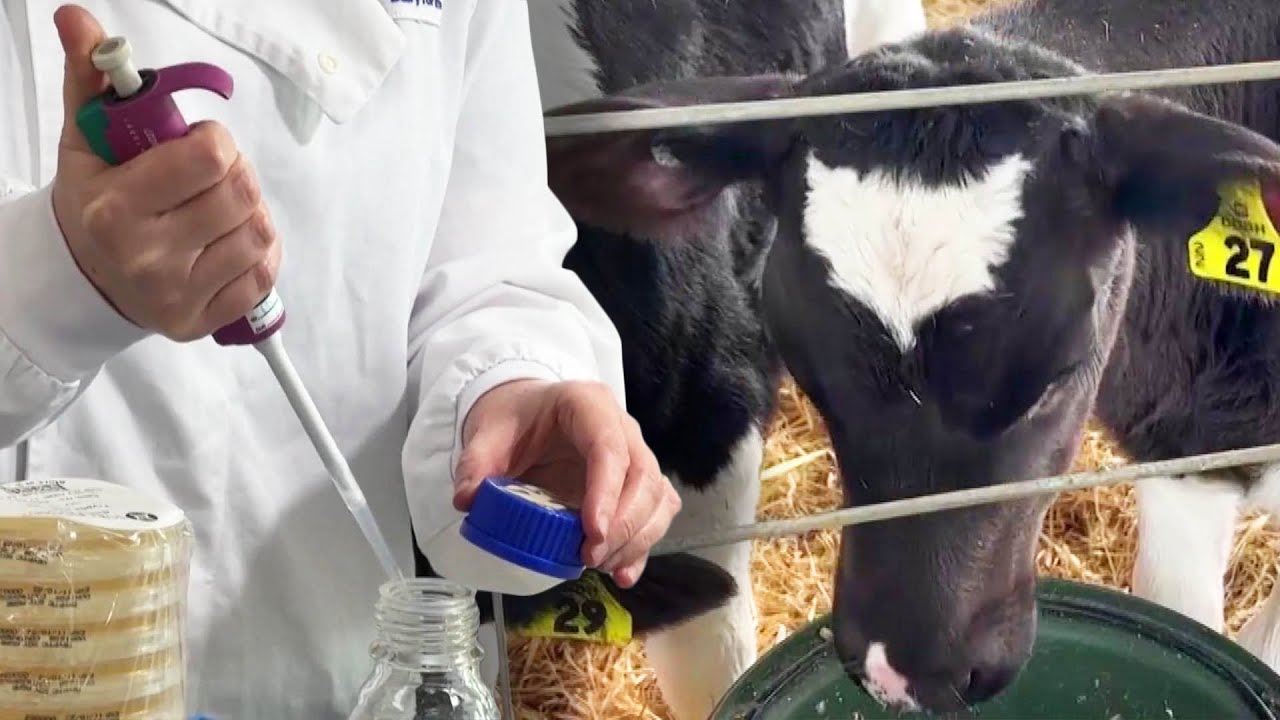 Scientists Say &lsquo;Kow-Bucha&rsquo; Probiotic Reduces Methane in Cows