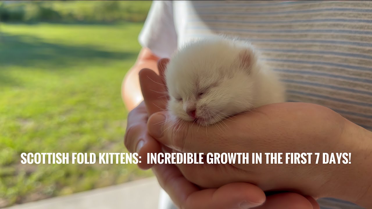Scottish Fold Kittens: Incredible Growth in the First 7 Days!