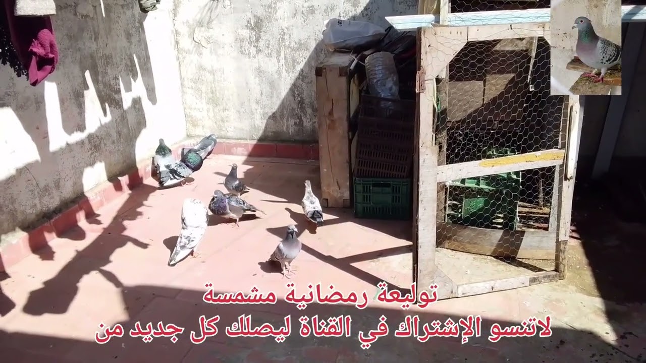 توليعة رمضانية مشمسة مع الحمام الزاجل وسيفينوس لاتنسو الإشتراك في القناة ليصلك كل جديد 