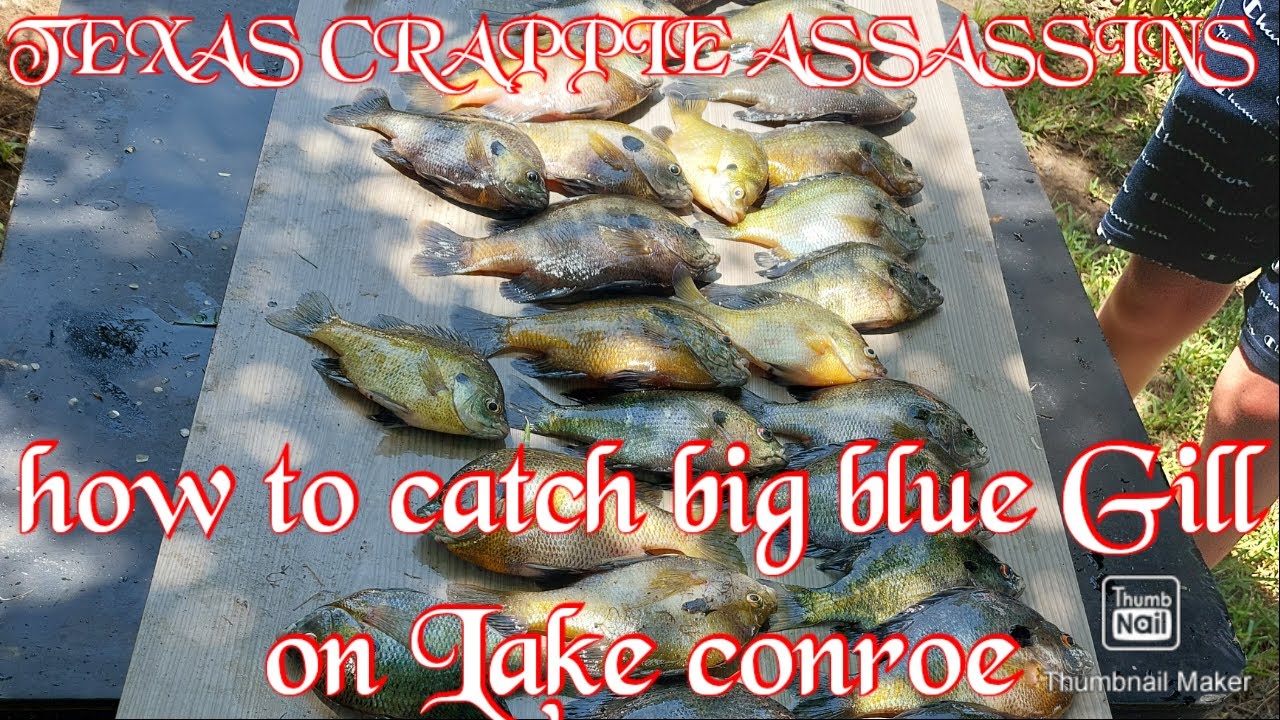 how to catch big blue gill on lake conroe