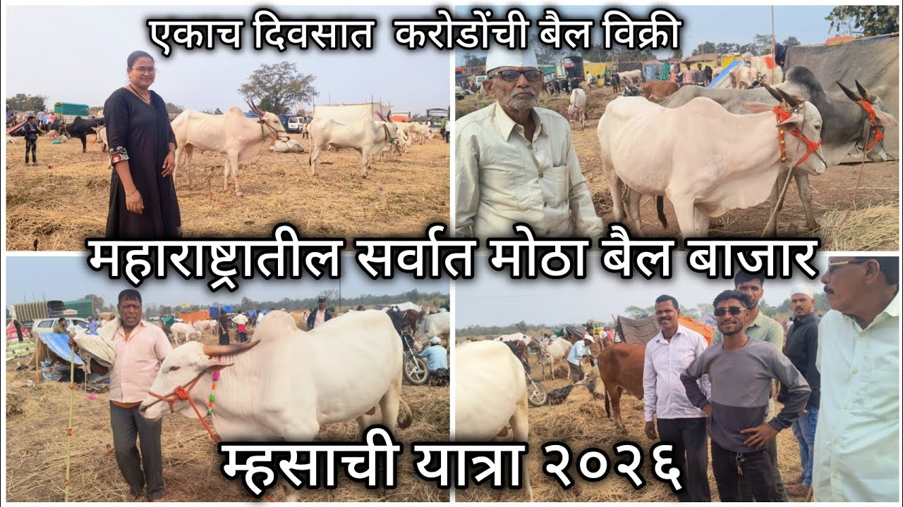 ठाणा रायगडमधील सर्वात मोठी यात्रा म्हसाची यात्रा २०२६ | एकाच दिवसात करोडोंची बैल विक्री Bail Bazar 