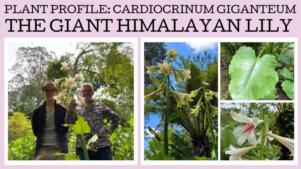 Plant profile: Cardiocrinum giganteum - the giant Himalayan lily
