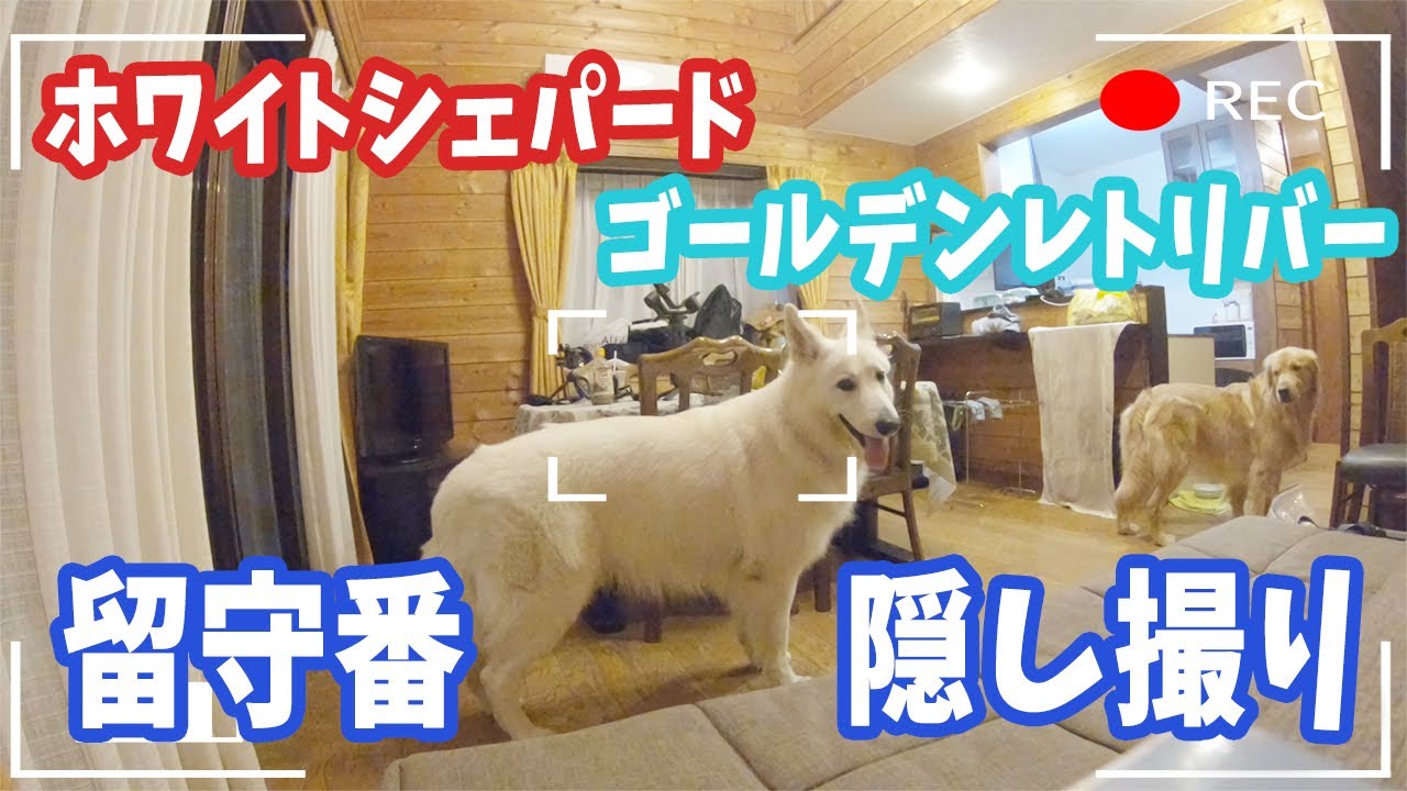ホワイトシェパードとゴールデン、2人きりで留守番させてみたら感動した