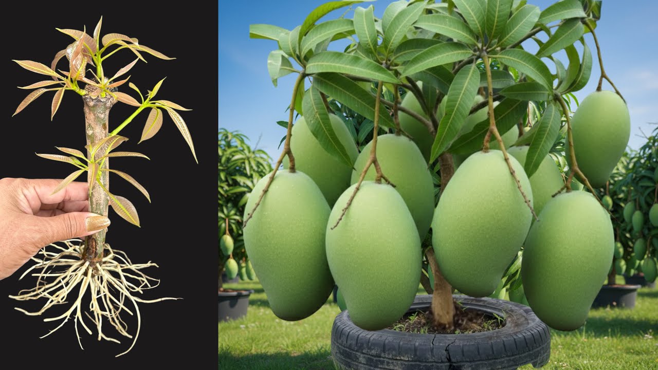 Techniques, how to grow mango tree faster with aloe vera from productivity. lots of fruits