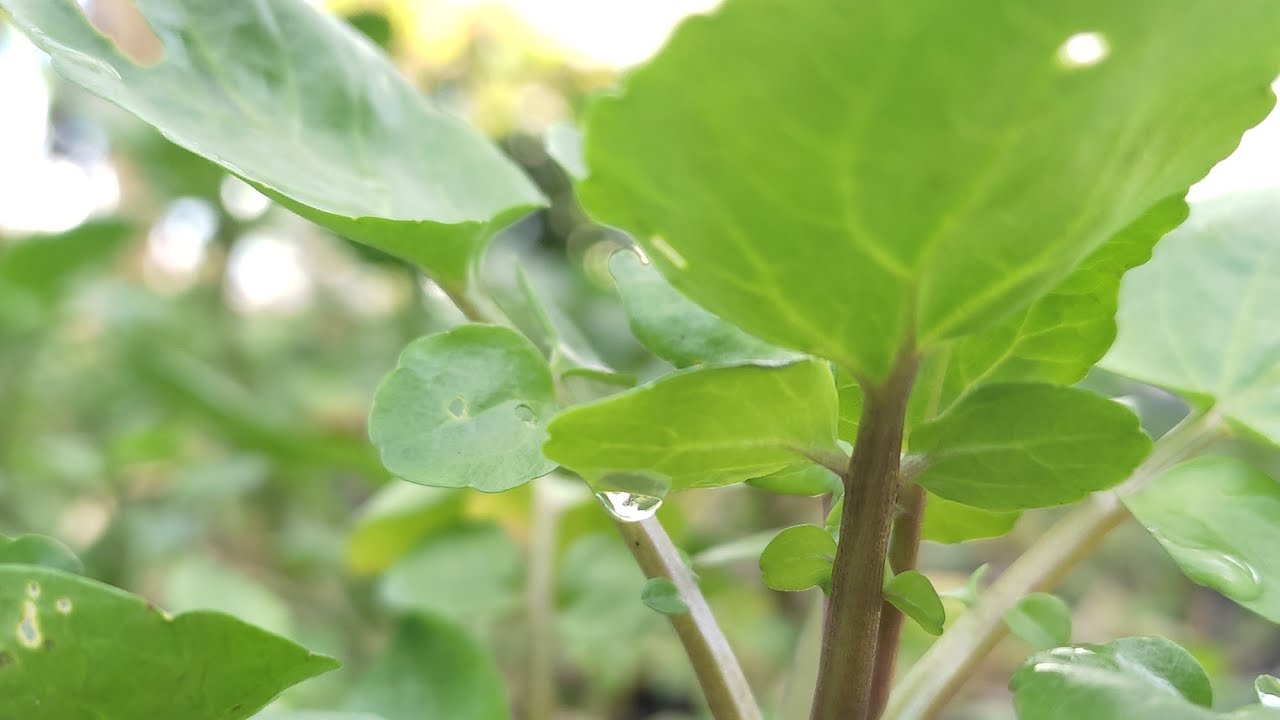 Curso Gratuito, cultivo de Berro Hidroponico (parte 1)