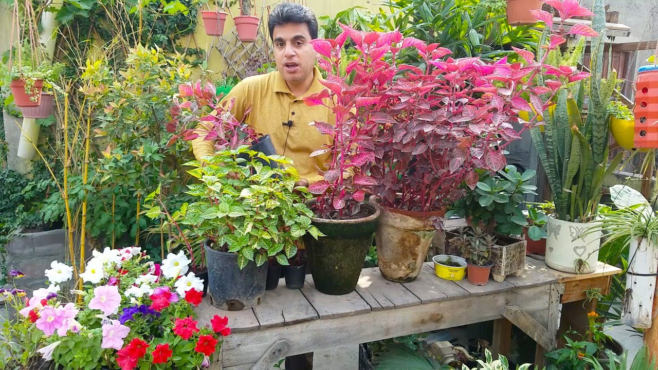 Houseplants for Beginners | Beautiful Foliage Plants | Low Maintenance Plants
