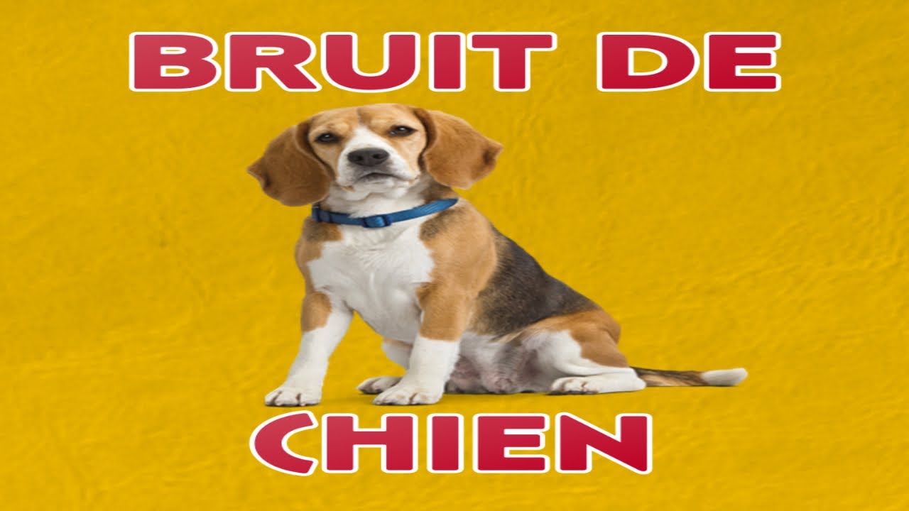 bruit de CHIEN 🐶  (Aboiement)