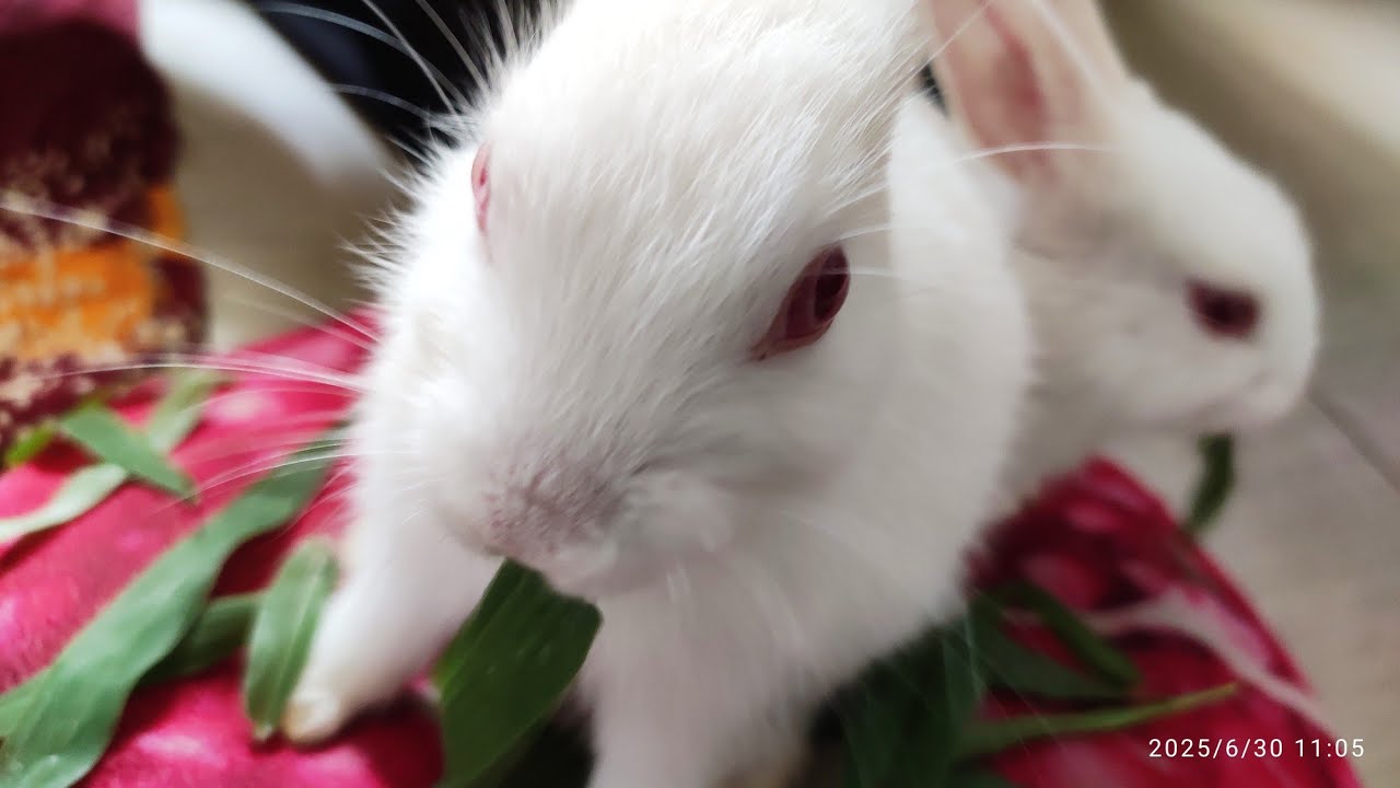 Radha Krishna Pets 🐇 | Cute Rabbit Shorts & Care Tips