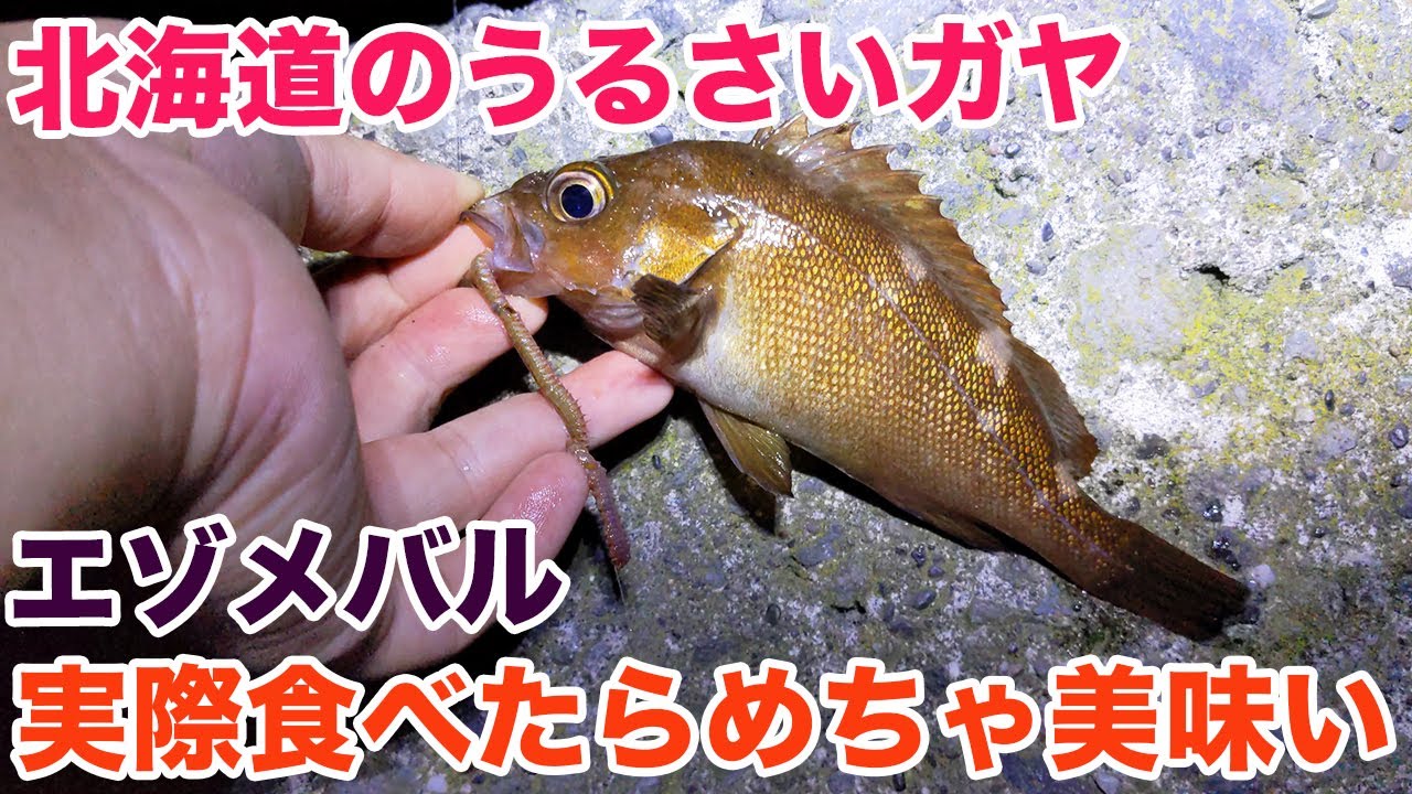 北海道のうるさいガヤこと『エゾメバル』食べたらめちゃ美味い