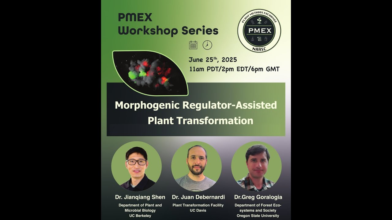 PMEX Morphogenic Regulator Assisted Plant Transformation