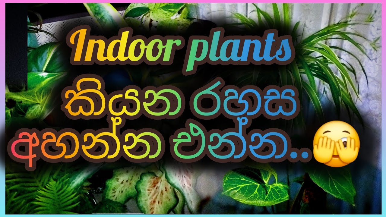 නෙතට සිතට සුව සදන හරිත විමනට එන්න...😊