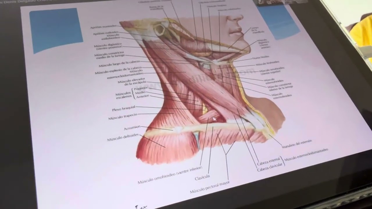 Anatom&iacute;a de superficie de la regi&oacute;n supraclavicular