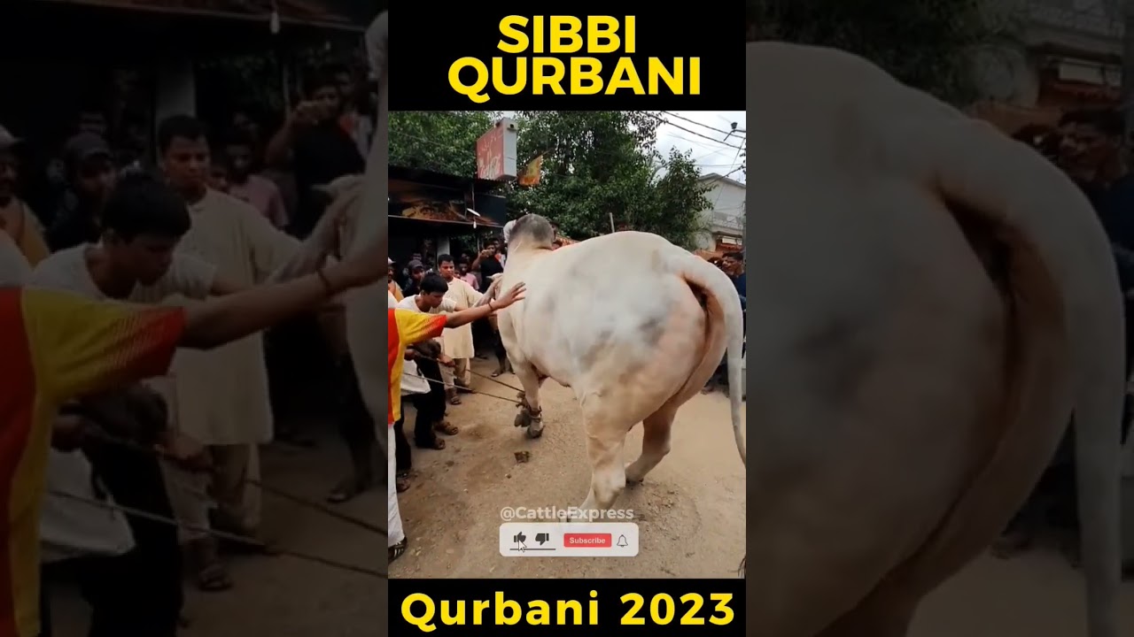 Heavy Sibbi Qurbani 2023 | Bakra Eid in Pakistan | Sibbi Bhagnari #shorts #heavybulls #cattle