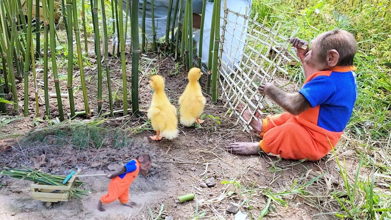 Super Project! Su Help Mom Cutting Bamboo to Build A Nice Duck Coop!