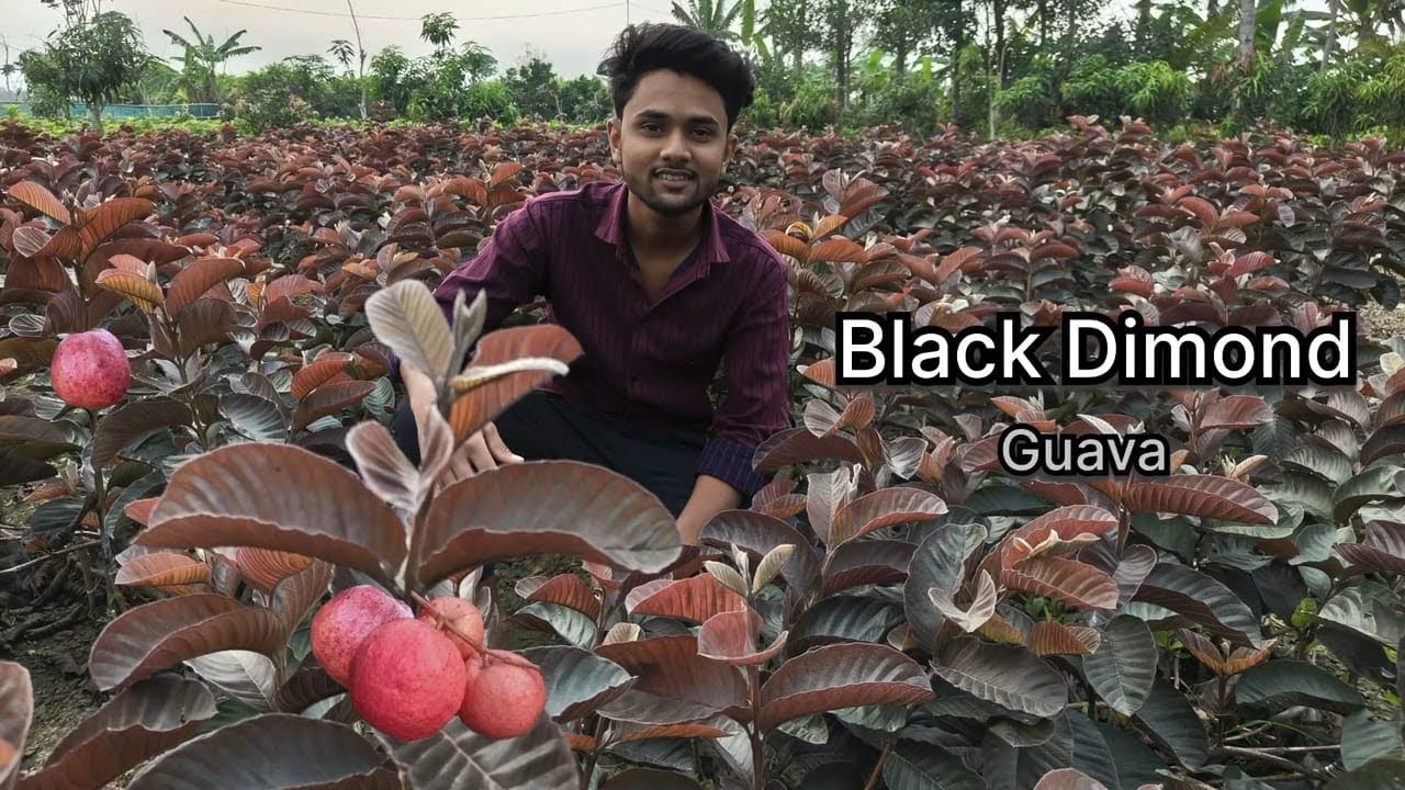 Black Diamond Guava Plant Farming ￼In India / Best profitable farming/100% genuine ￼Plant available