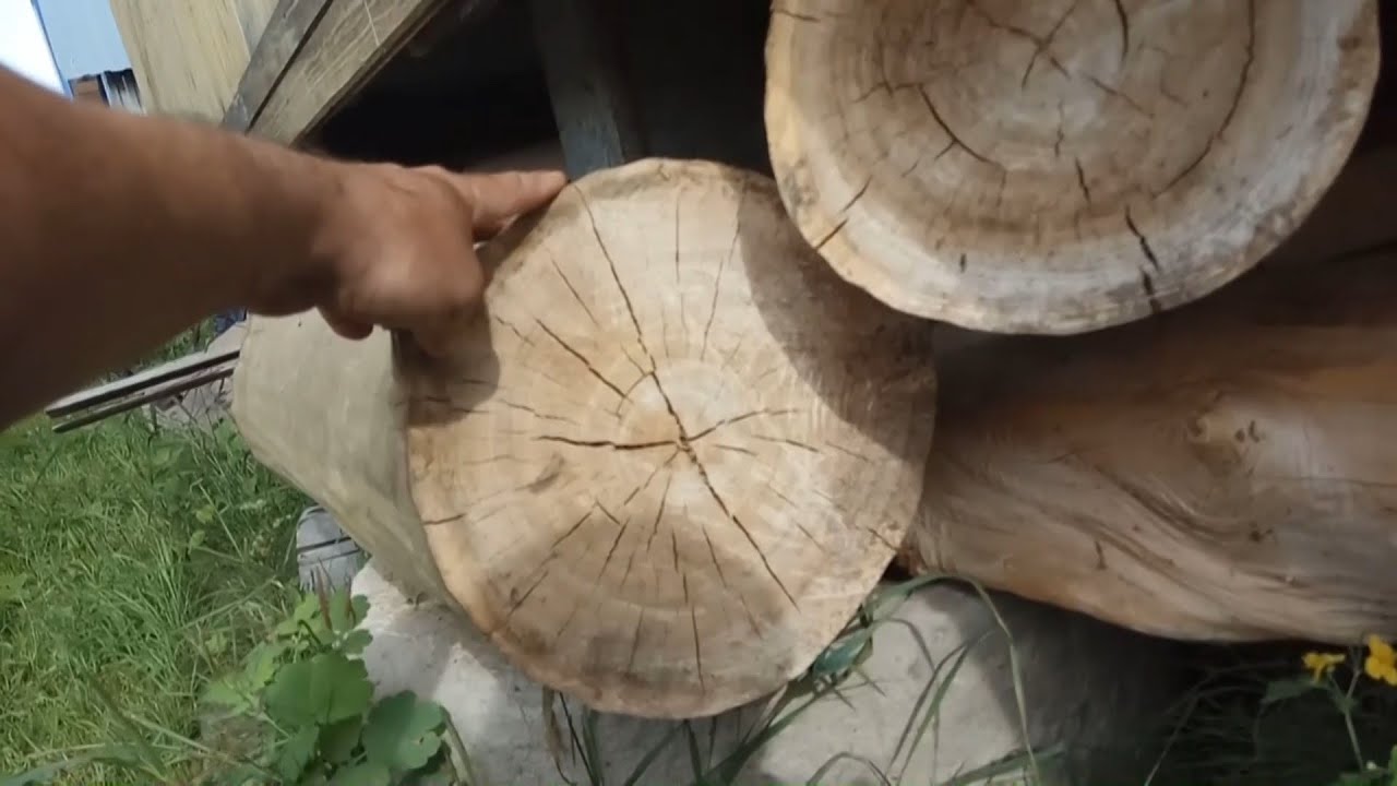 Заготовка древесины на черенки/топорища. Вяз, клен. Посадил вязы.