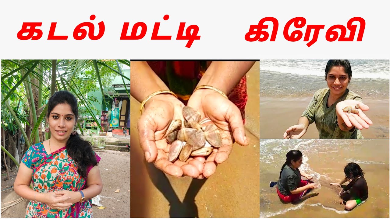 #oceandelightrecipes #clams ,,,sea clams gravy in tamil,,,kadal matti gravy in tamil, matti recipe