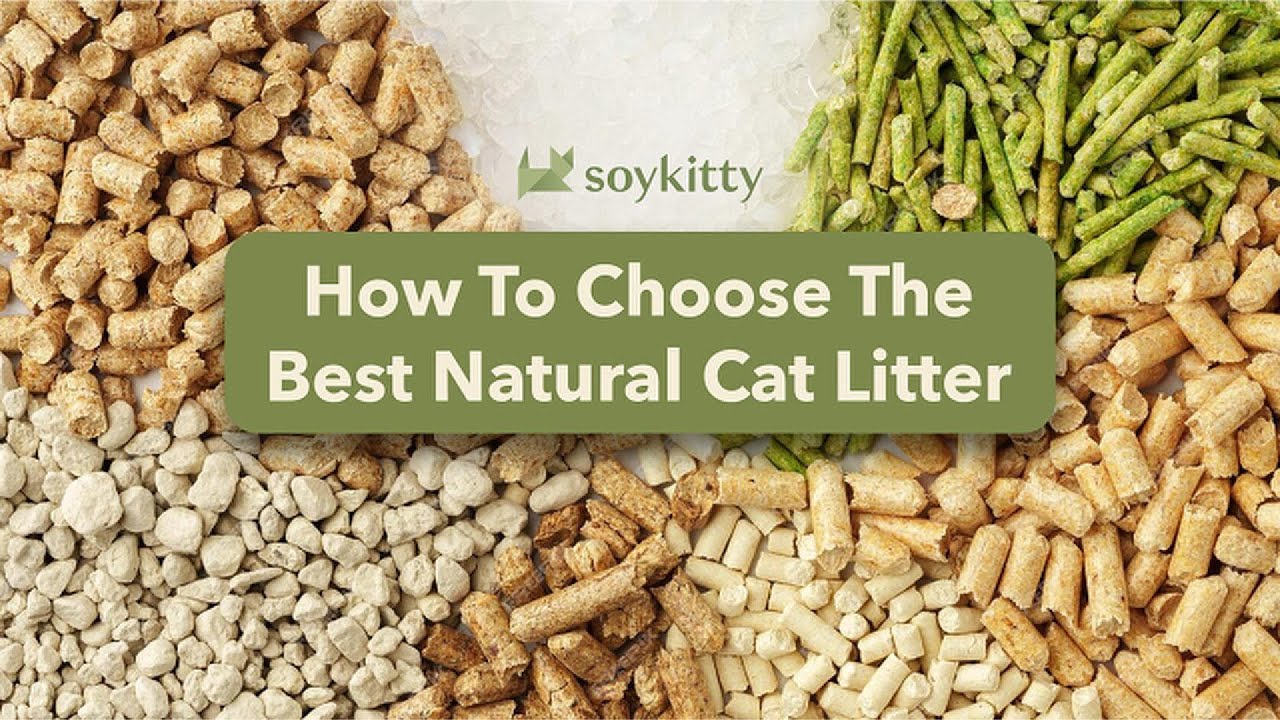 How to Choose the Best Natural Cat Litter [A Complete Guide]