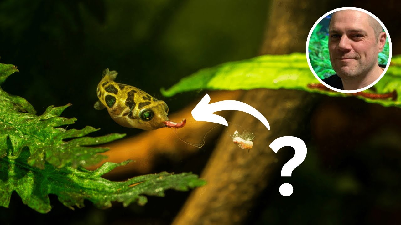 What do Dwarf Pufferfish Eat?
