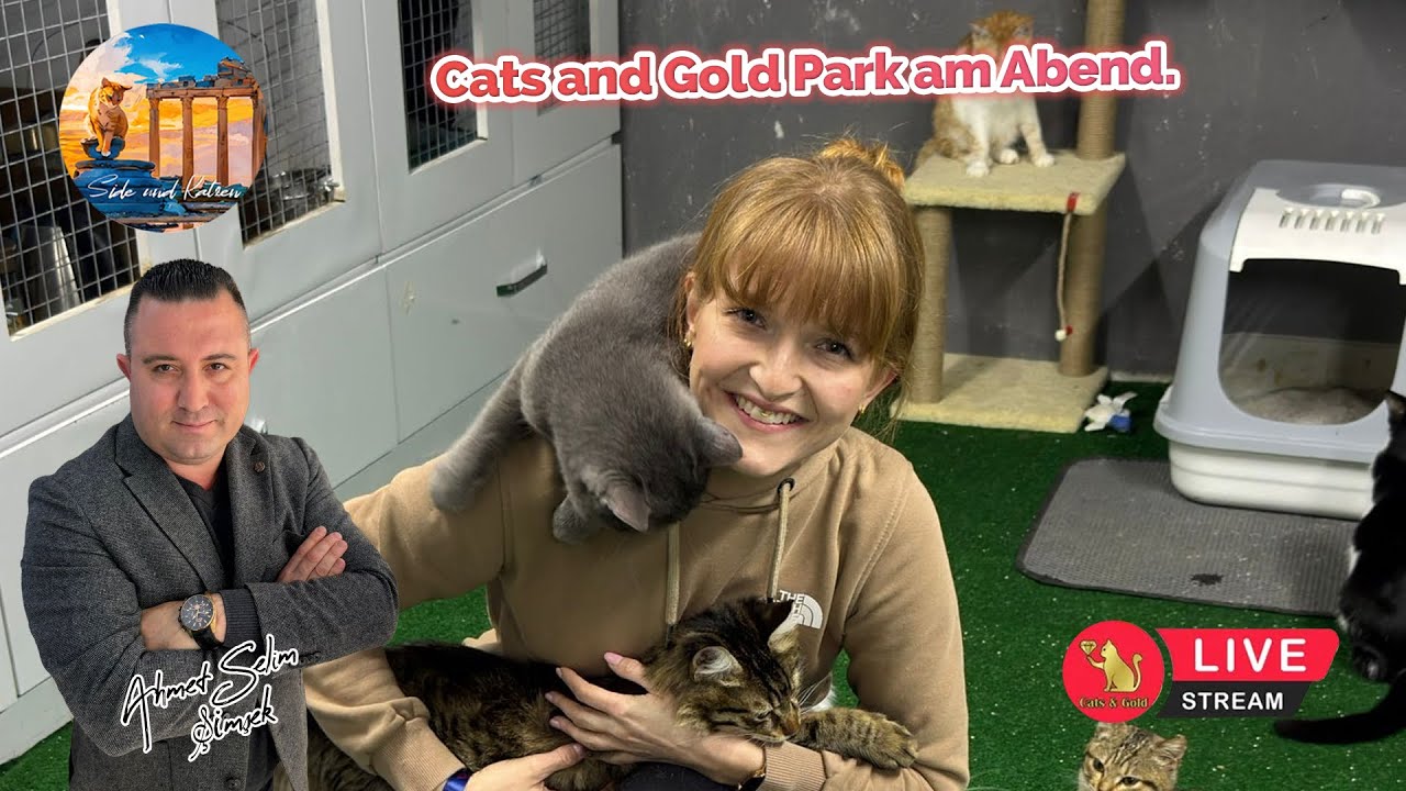 Cats and Gold Park am Abend