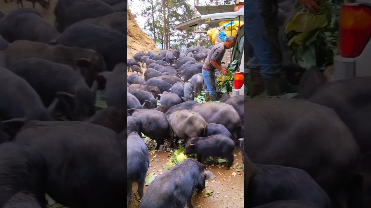 Brilliant Idea Raising Pigs On The Mountain #farming #animal #creative