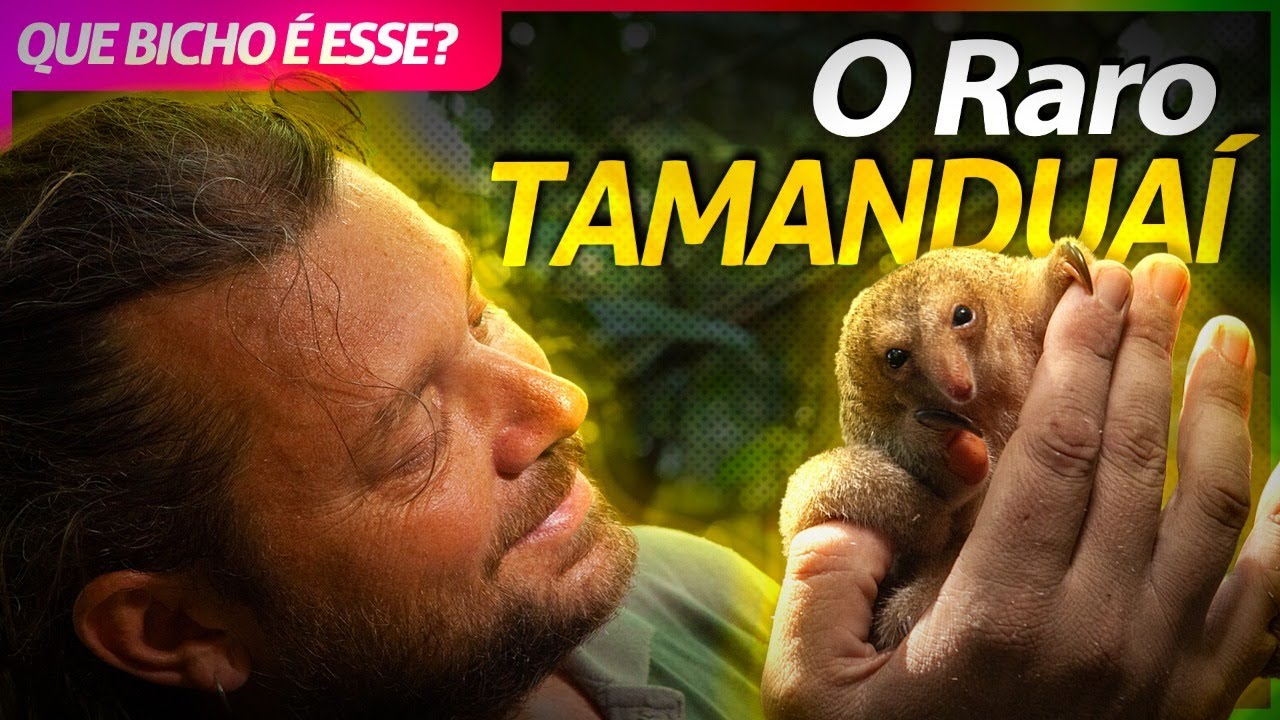 TAMANDUAÍ, O MENOR TAMANDUÁ DO MUNDO! | RICHARD RASMUSSEN