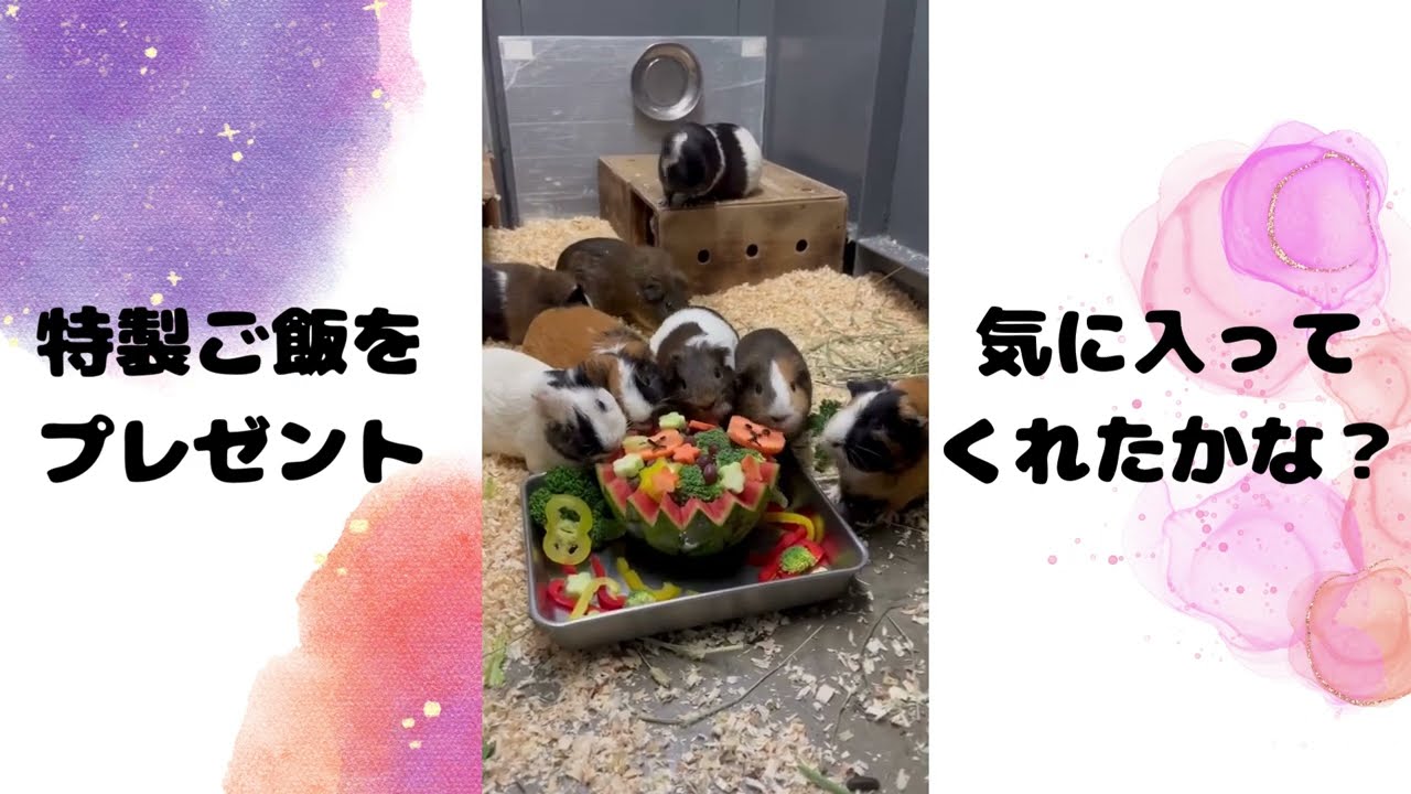 アニマルペアレントの寄付金を活用して、モルモットたちに特別なご飯をあげました！ #モルモット感謝の日