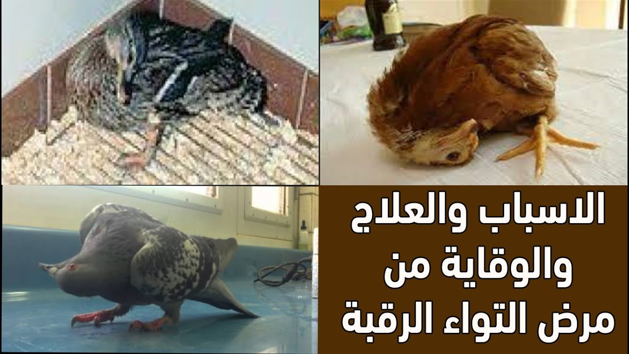 مرض التواء الرقبة عند الدجاج والطيور علاج سحري من البيت وغير مكلف لمرض التواء الرقبة ببلاش