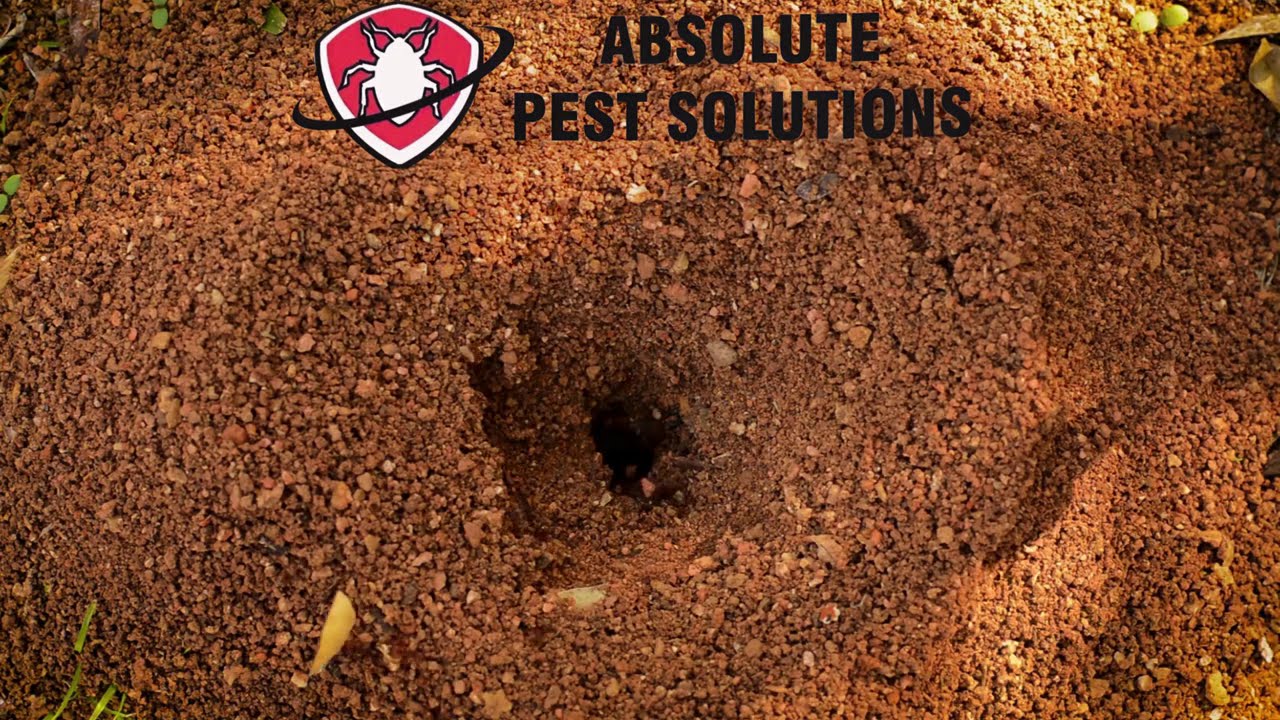 Ant Infestation Treatment &ndash; Safe & Fast Ant Control | Absolute Pest Solutions BC