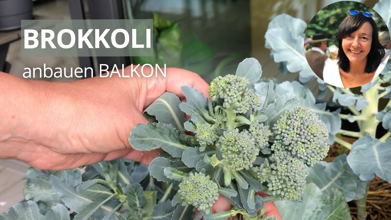 Brokkoli auf dem Balkon anbauen - Top oder Flop?