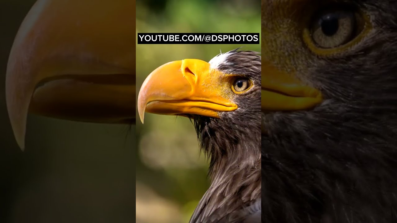 Fuji vs. Sony Zooshots 