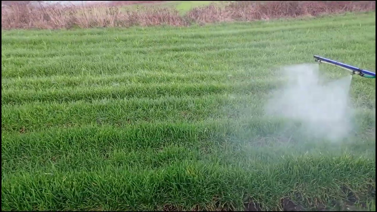 BUĞDAY'DA GÜBRELEME SIVI GÜBREMİZİ UYGULADIK BİR BİDON İÇİNE AZOT, FOSFOR, ÇİNKO GÜBREMİZİ UYGULADIK