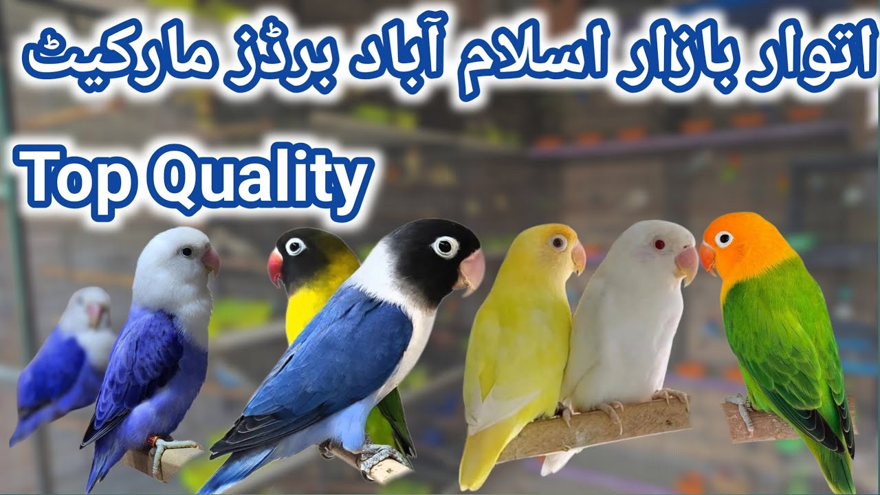 Lovebirds price in Sunday birds Market Islamabad Peshawar morr h9 | birds price update |