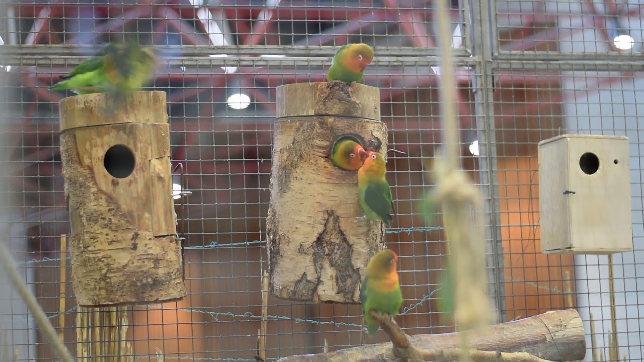 Fischer's lovebird (Agapornis fischeri) are playing with each other