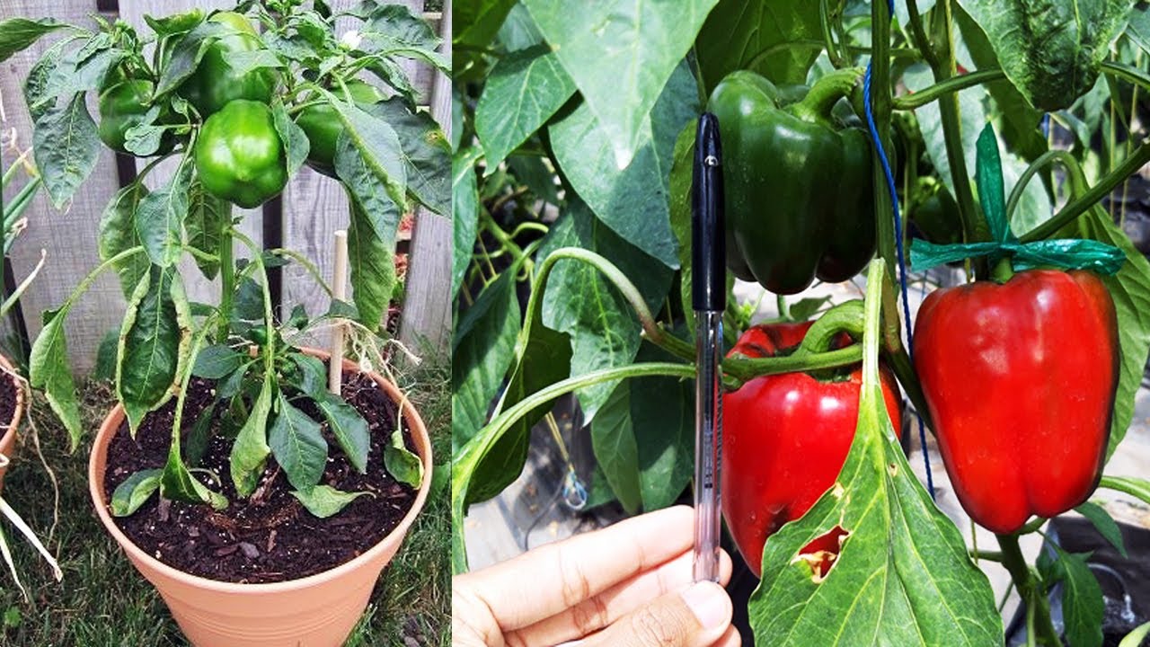 RAHASIA Menanam Paprika Di Polybag Dari Biji Bisa Cepat Berbuah Di Dataran Rendah