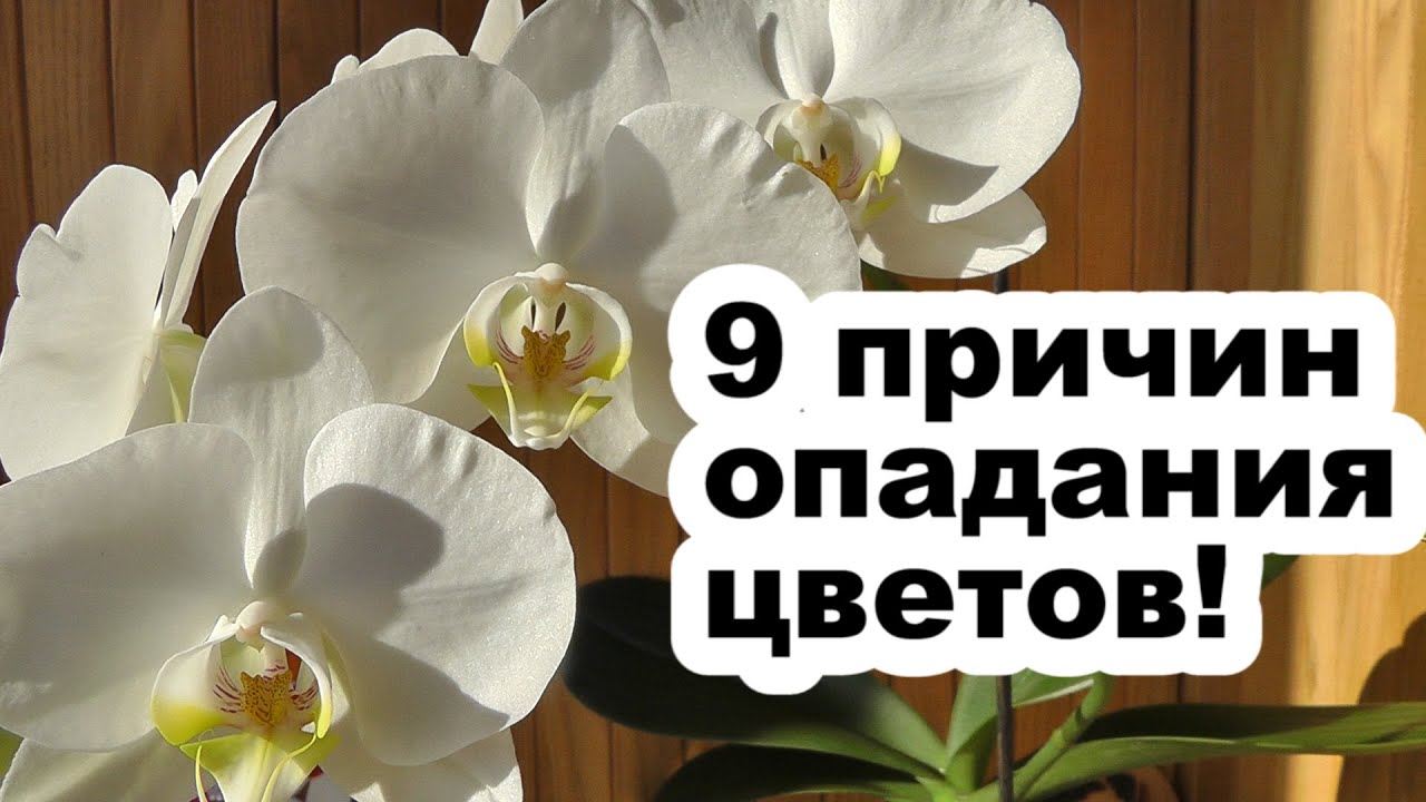 Почему орхидея быстро отцвела?