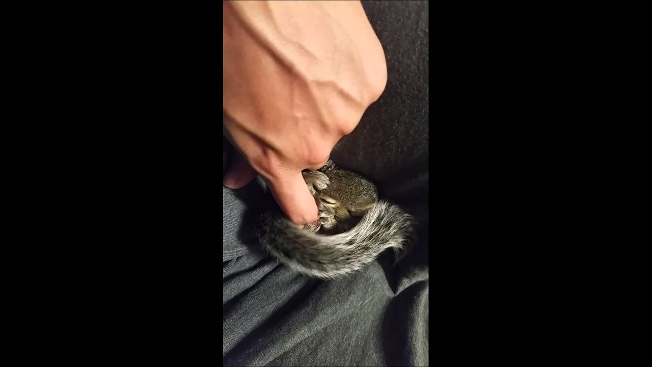 Cute baby squirrel sounds