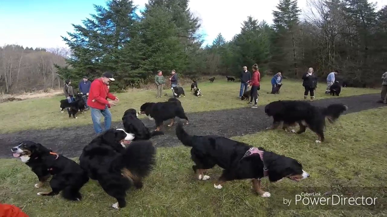 Bernese mountain dog meetup Buxton Trailhead