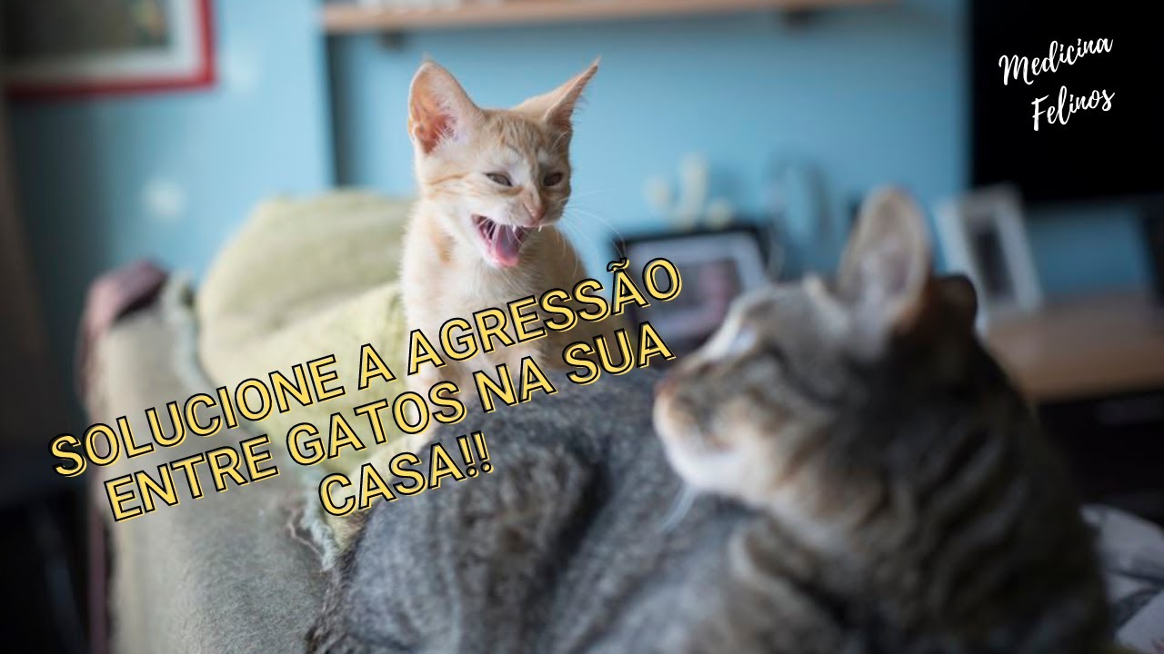 Como fazer DOIS GATOS se darem BEM?