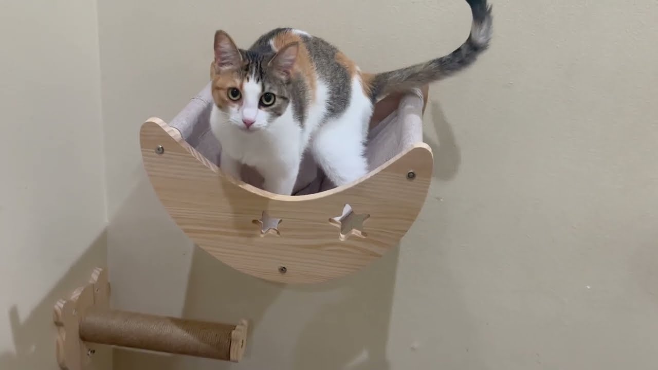 VENIBOBO Cat Shelves Perches Wall Mounted