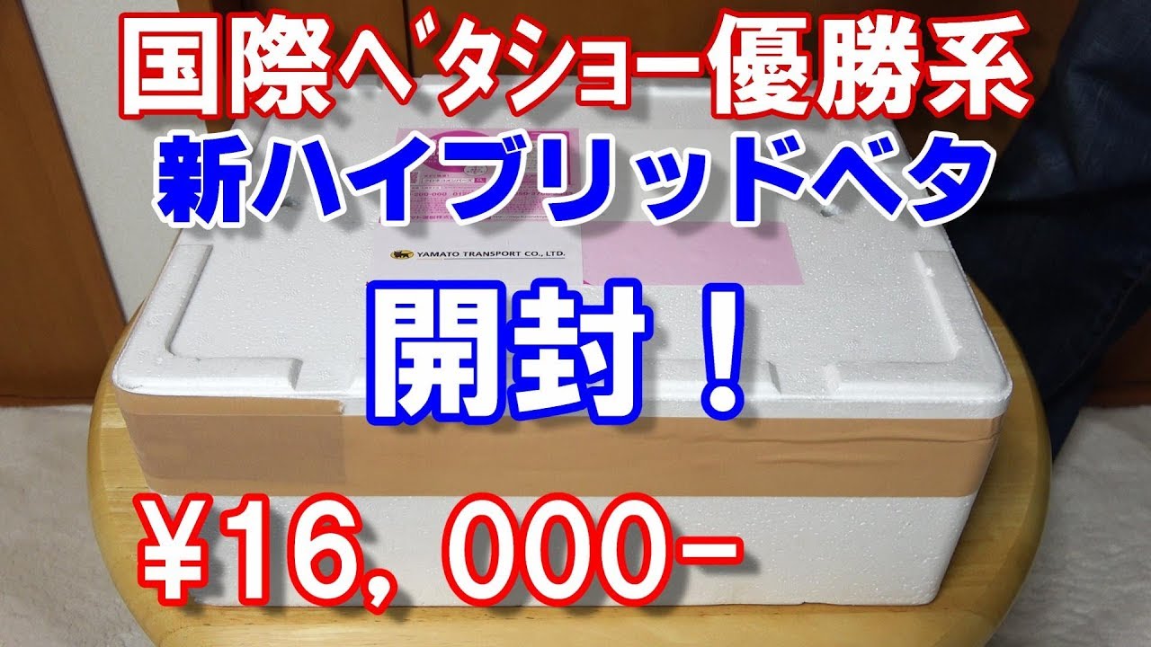 【熱帯魚】高級ベタの繁殖に挑戦！ 買いました！ bettafish【ベタ繁殖season3#6】