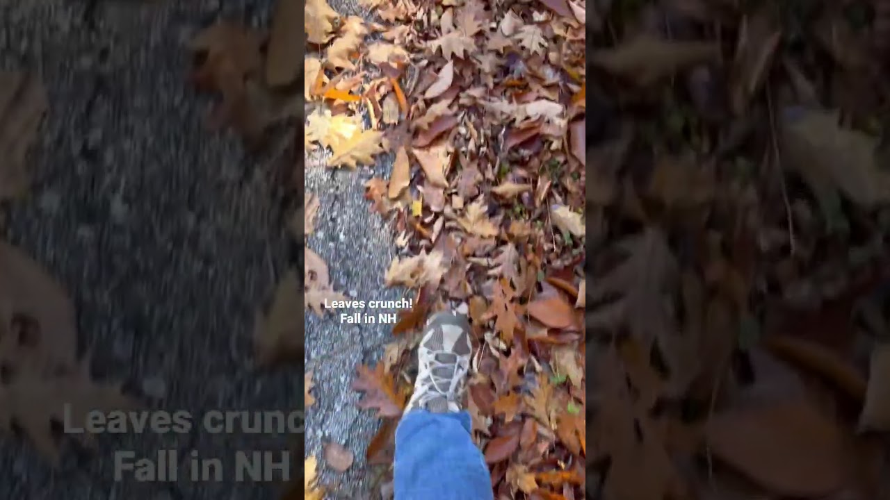 Fall leaves crunch in New Hampshire #asmrsounds