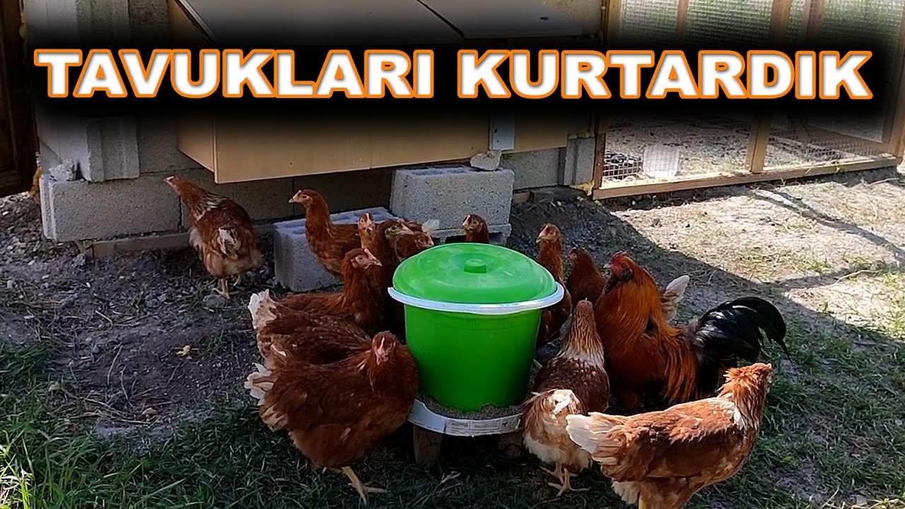 Otomatik Kümes Kapısı Arıza Yaptı - Tavukların Son Durumu Ne? - Bahçe İşlerine Başladık - Önce Çapa