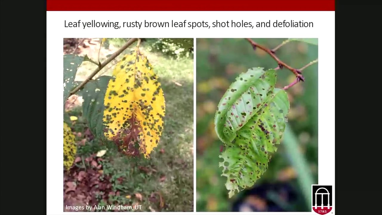 Troubleshooting Common (And Not so Common) Plant Diseases in the Georgia Landscape