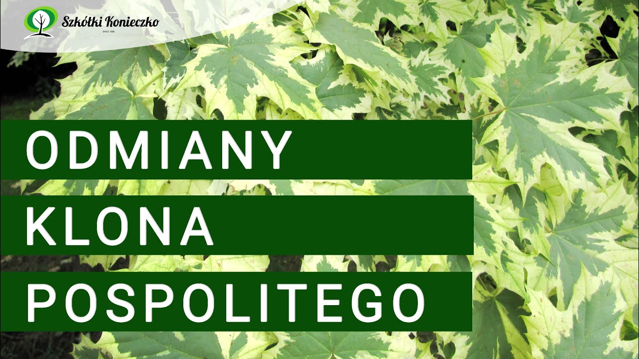 Klon pospolity i jego odmiany o barwnych liściach