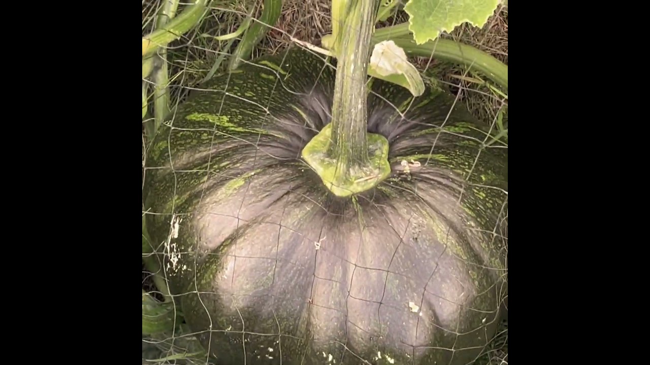 Kalabaza ( Philippine squash ) #pinayinamerika #pinoyfood #pinoysongs #squash #food #pinoylovesongs