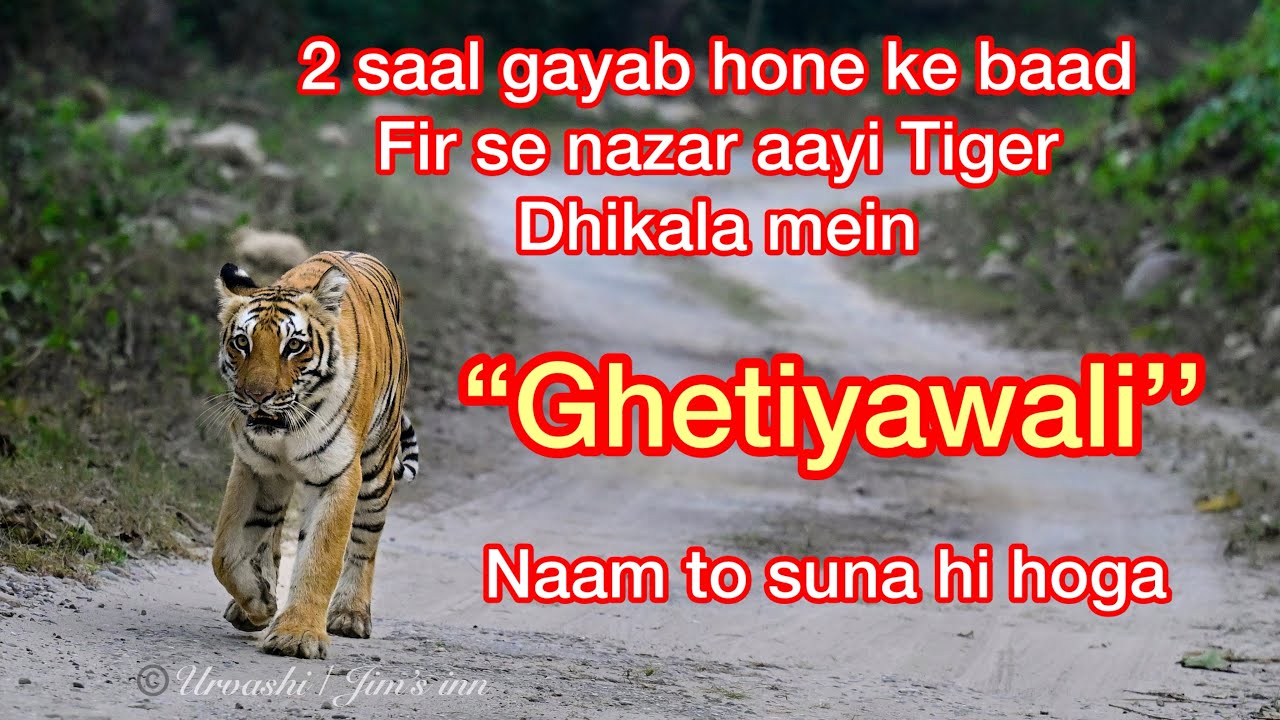 Day 3 Dhikala,,, Tiger sighting 